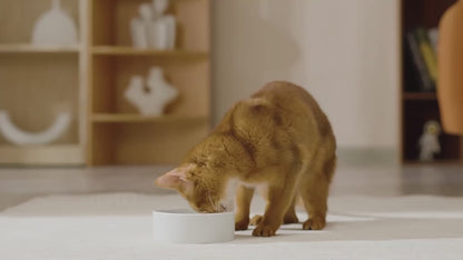 Smart Water Fountain - By PurrFlow